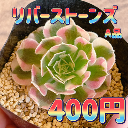 リバーストーンズ　A品　根付き苗