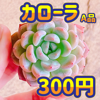 カローラ　A品　カット苗
