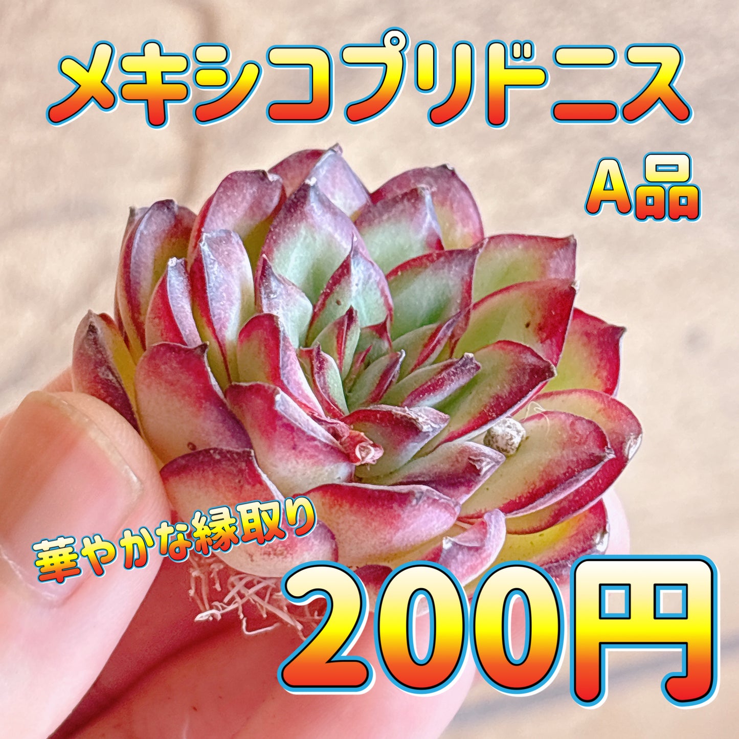 メキシコプリドニス　A品　カット苗