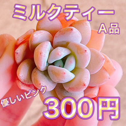 ミルクティー　A品　カット苗