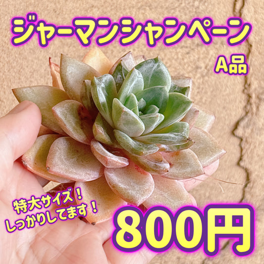 ジャーマンシャンペーン　A品　カット苗