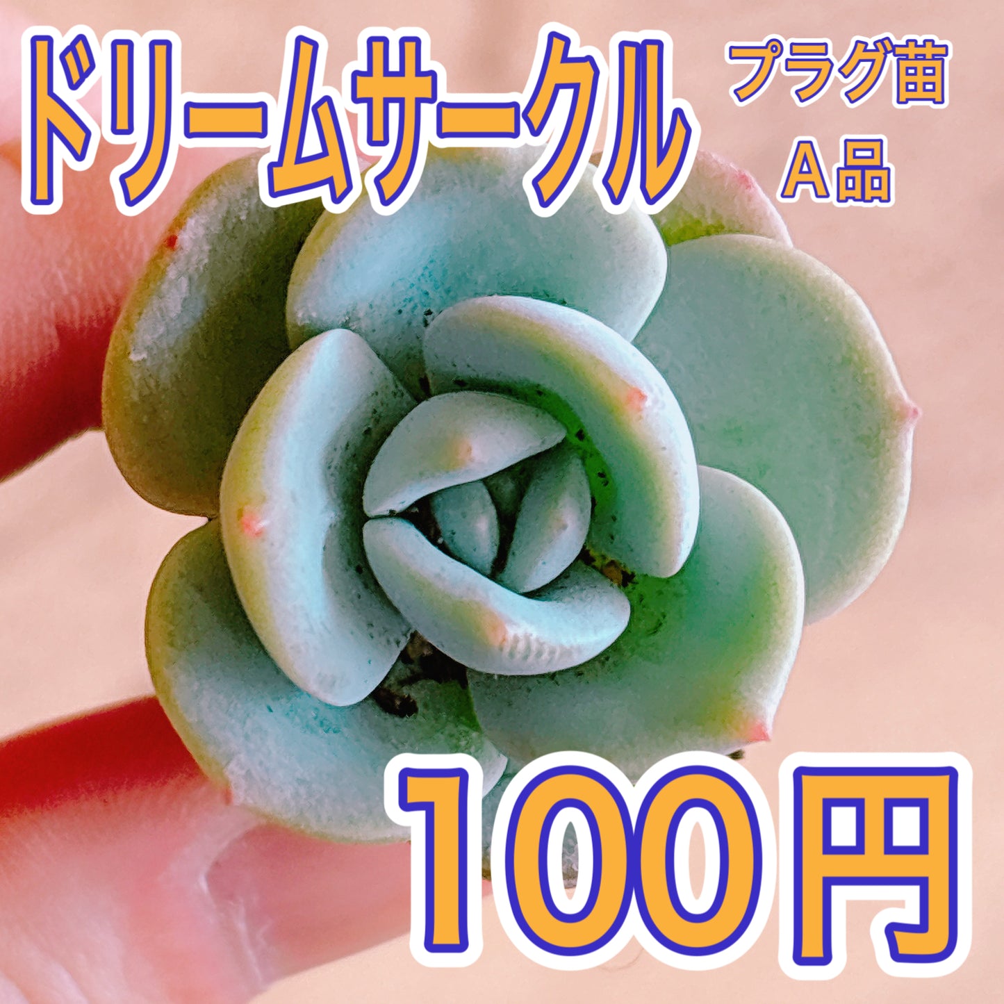 ドリームサークル　A品　プラグ苗