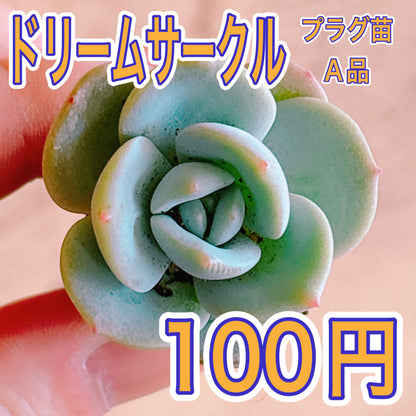 ドリームサークル　A品　プラグ苗