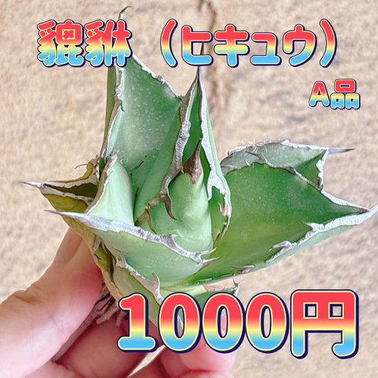 貔貅（ヒキュウ）　A品　カット苗