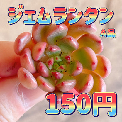 ジェムランタン　A品　カット苗
