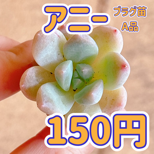 アニー　A品　プラグ苗