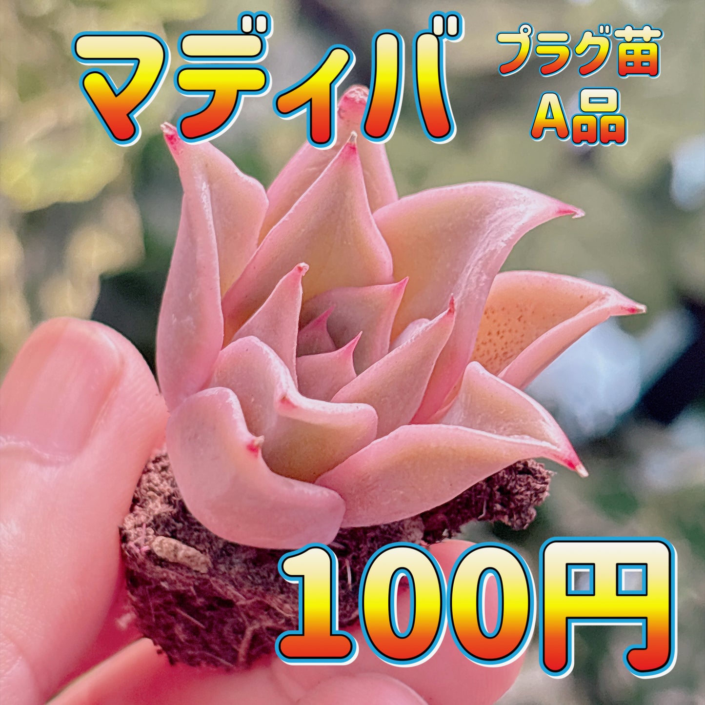マディバ　A品　プラグ苗