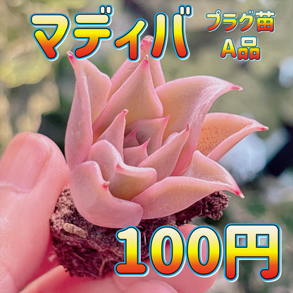 マディバ　A品　プラグ苗