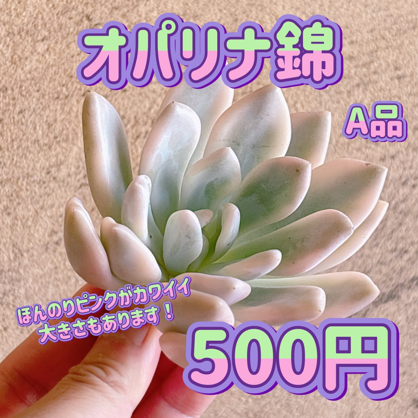 オパリナ錦　A品　カット苗