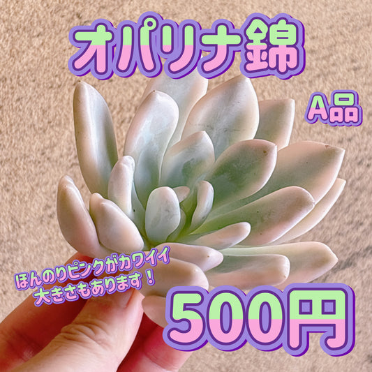 オパリナ錦　A品　カット苗