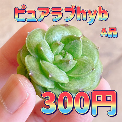 ピュアラブhyb　A品　カット苗