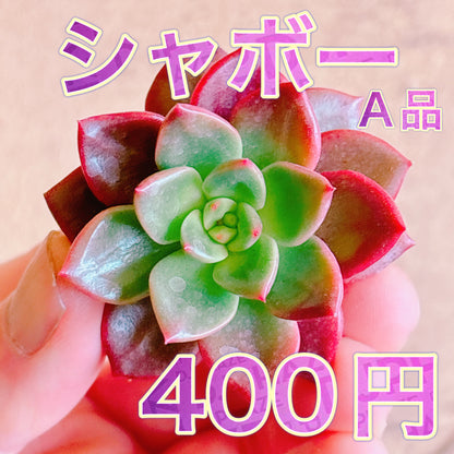 シャボー　A品　カット苗