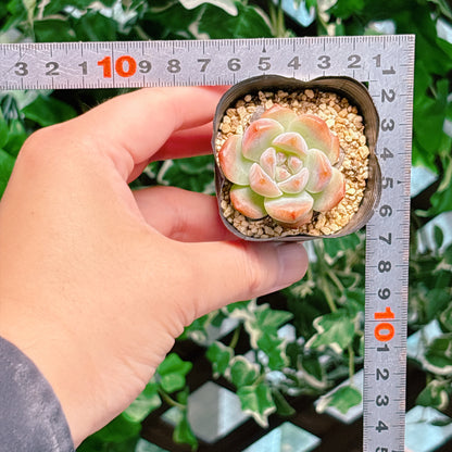 ビヨンテhyb　A品　根付き苗