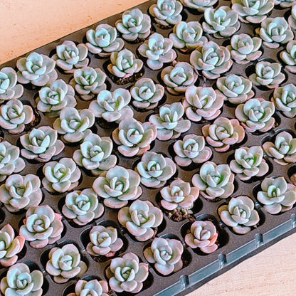 ドリームサークル　A品　プラグ苗