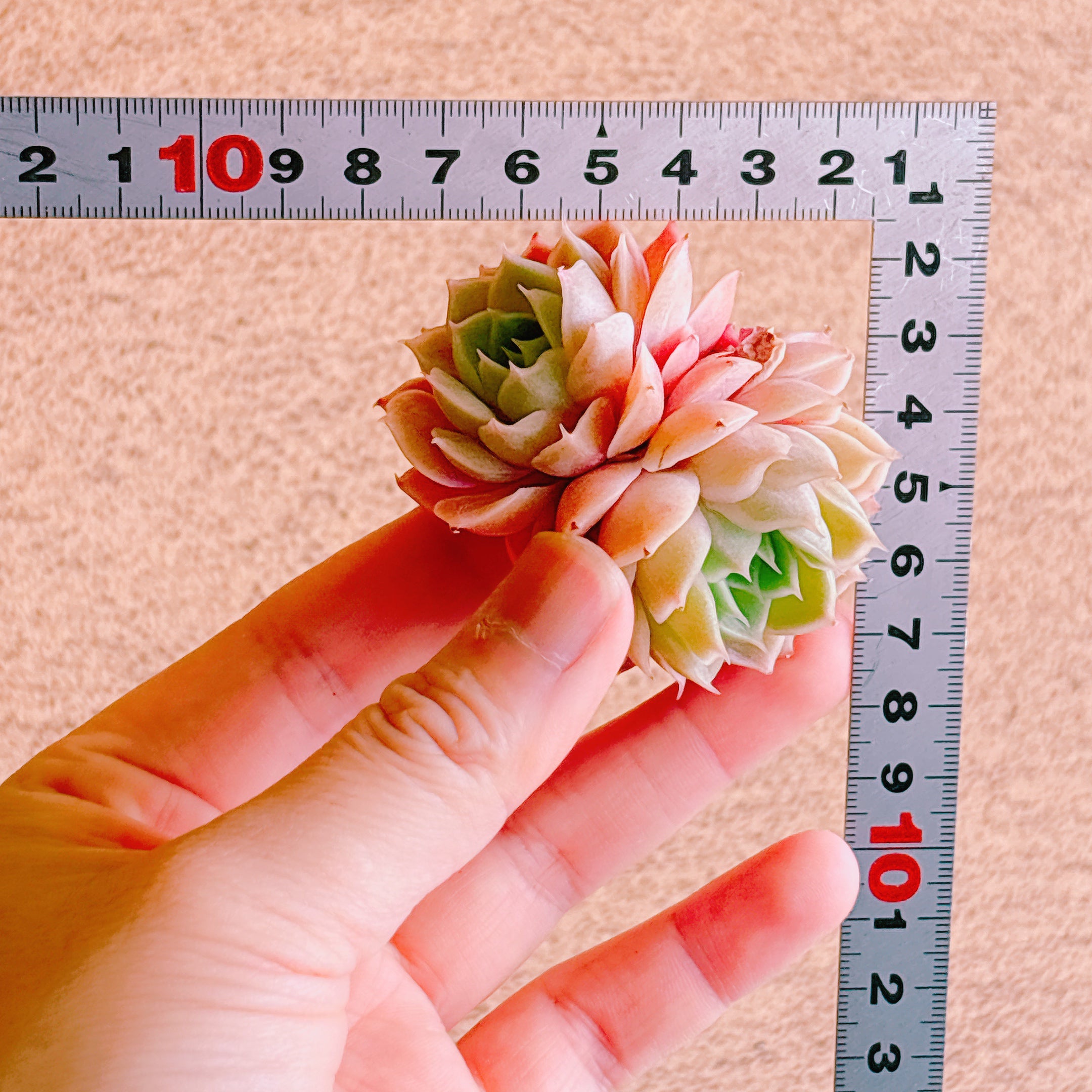 オンスロー双頭 A品 カット苗 – Bull Succulent