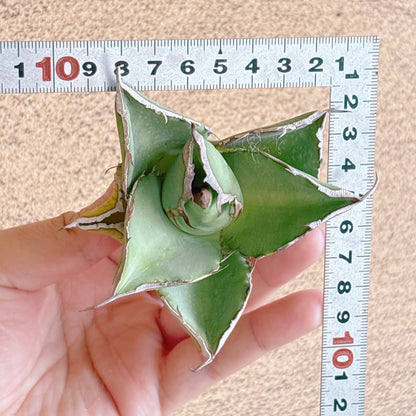 貔貅（ヒキュウ）　A品　カット苗