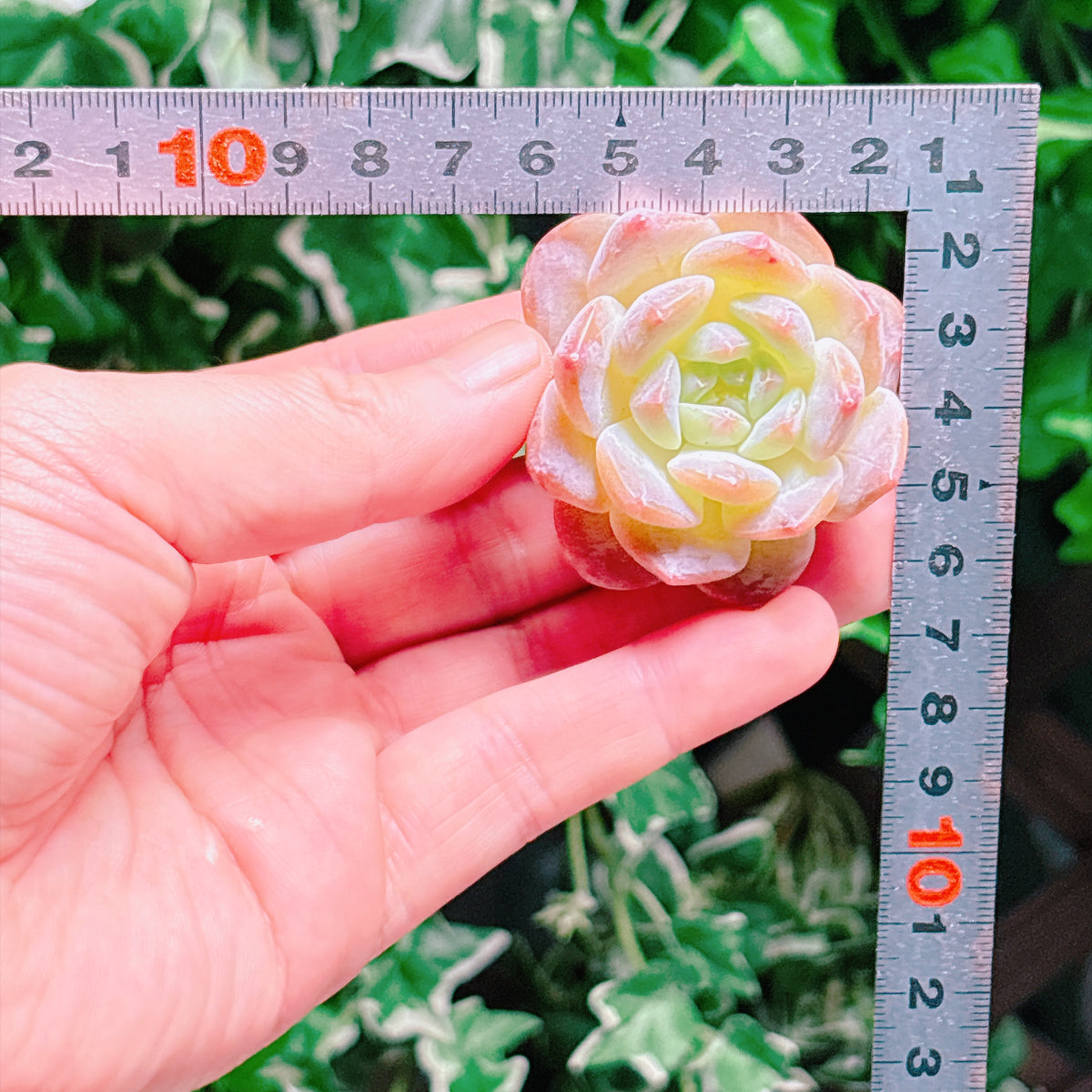 ブラックダイヤモンド　A品　カット苗