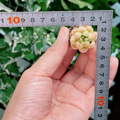 名無し苗６　A品　プラグ苗