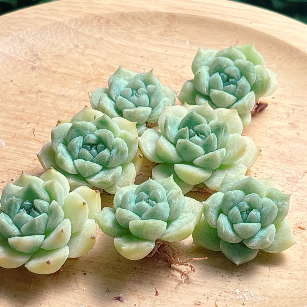 アイスグリーンhyb タイプB　A品　カット苗