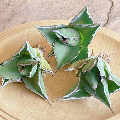 貔貅（ヒキュウ）　A品　カット苗