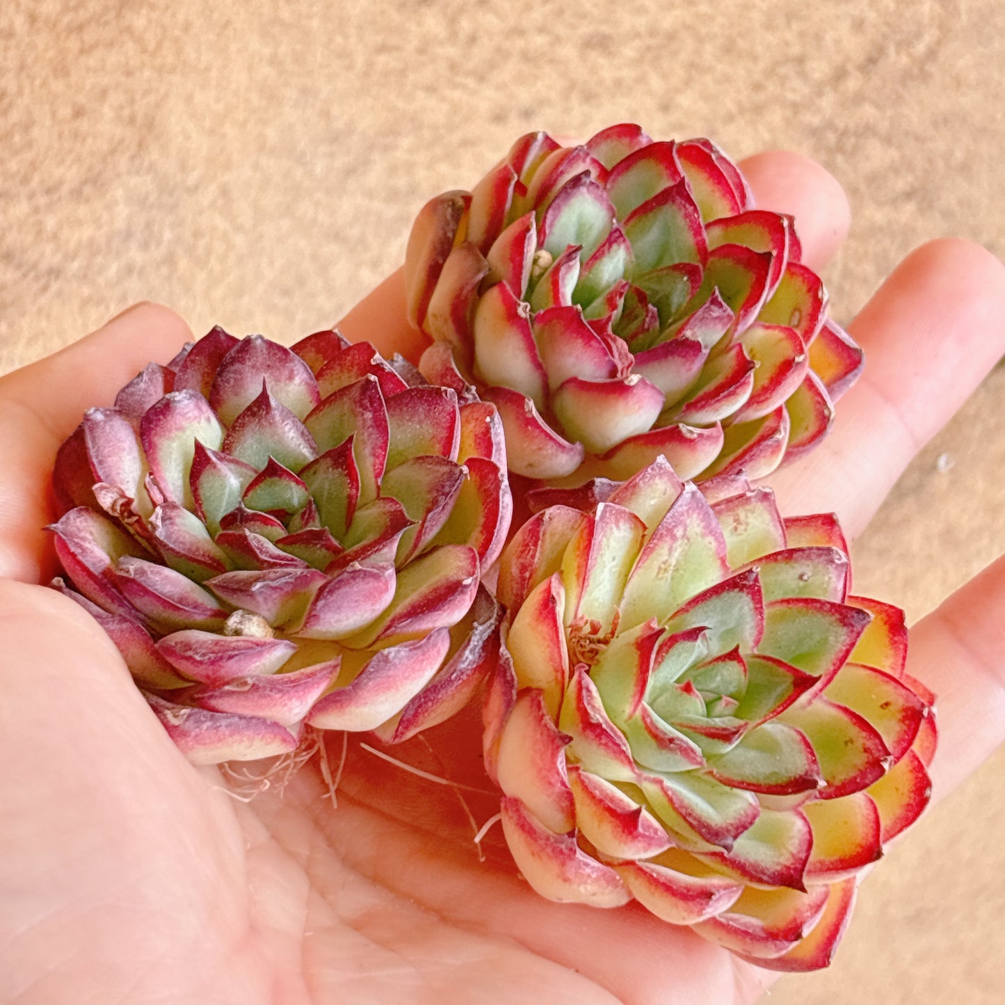 メキシコプリドニス　A品　カット苗