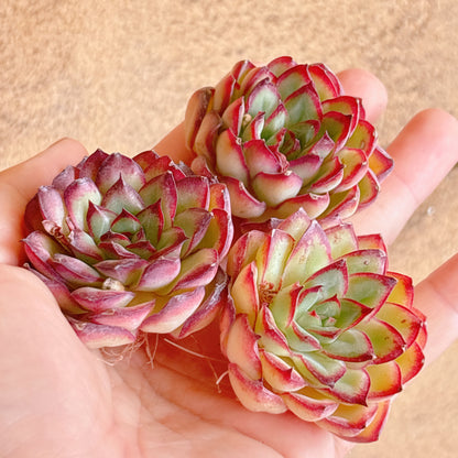 メキシコプリドニス　A品　カット苗