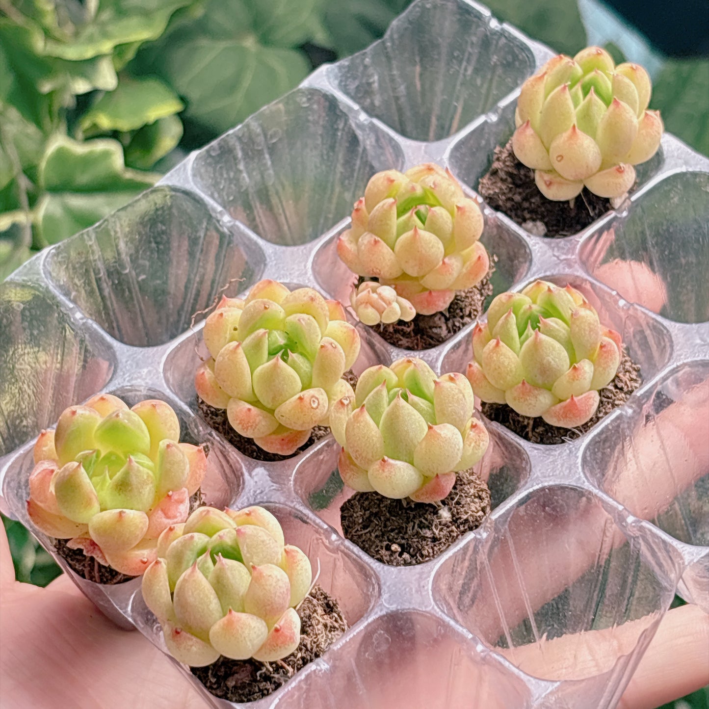 名無し苗６　A品　プラグ苗