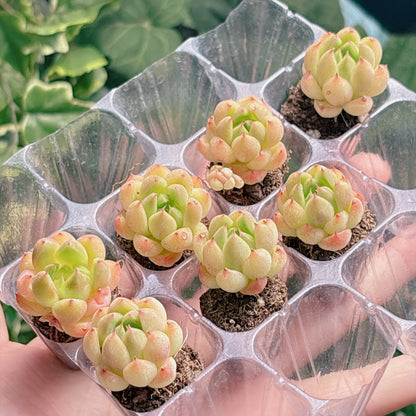 名無し苗６　A品　プラグ苗