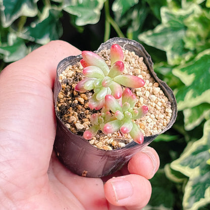 虹の玉　A品　根付き苗