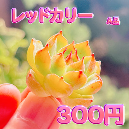 レッドカリー　A品　カット苗