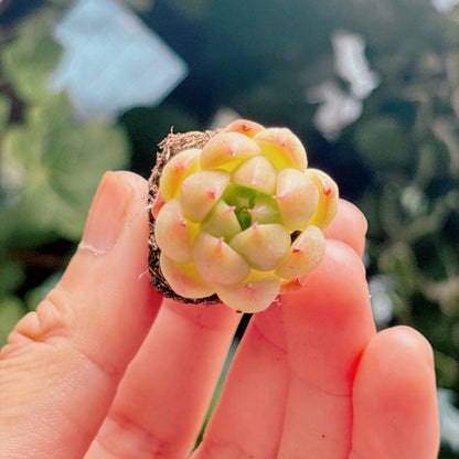 名無し苗６　A品　プラグ苗