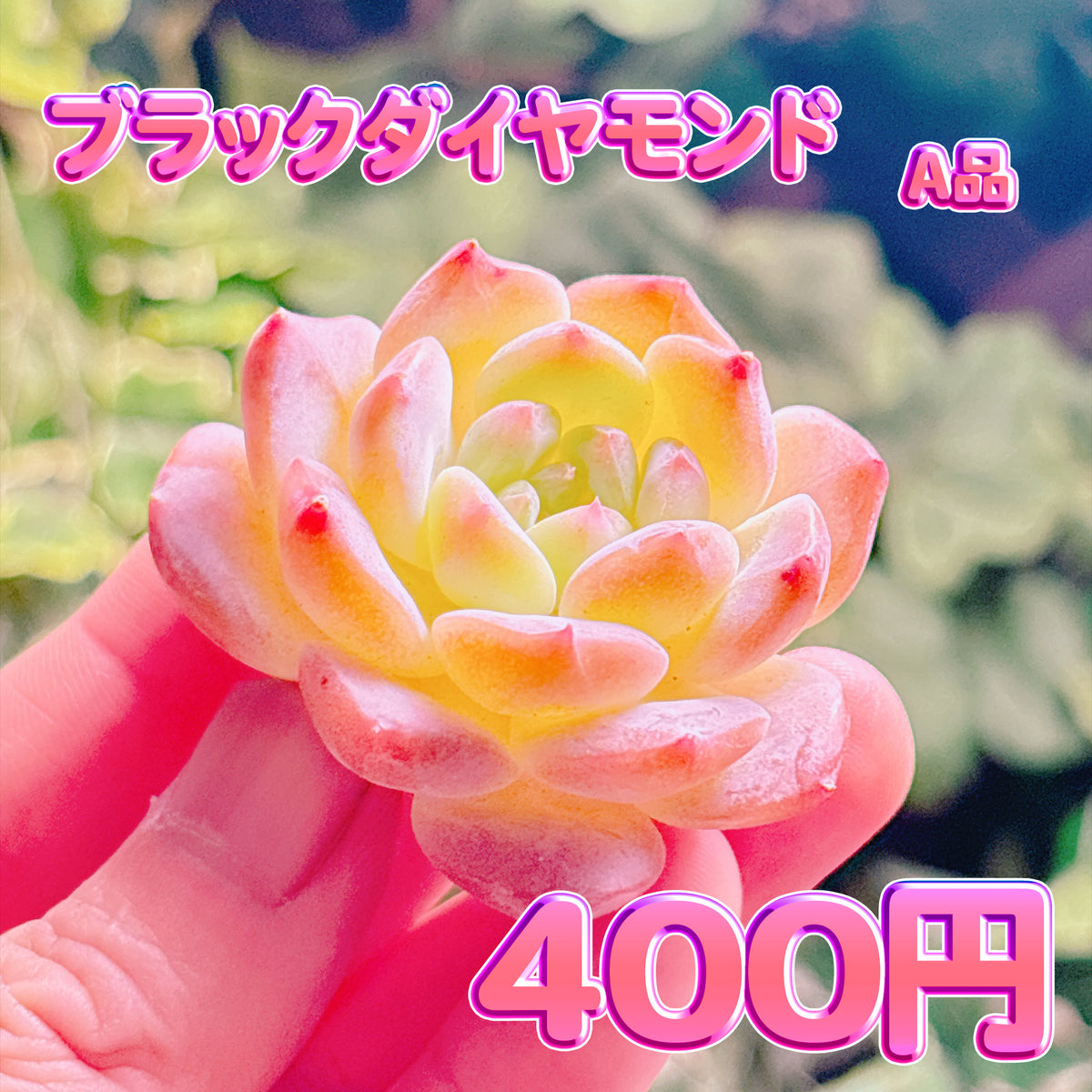 ブラックダイヤモンド　A品　カット苗