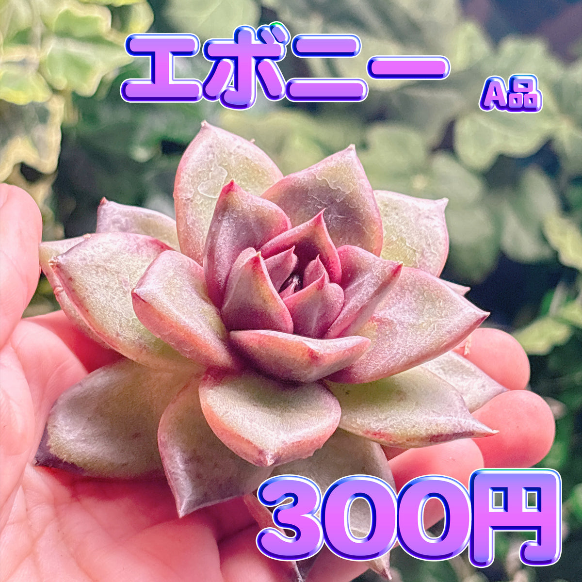 エボニー　A品　カット苗