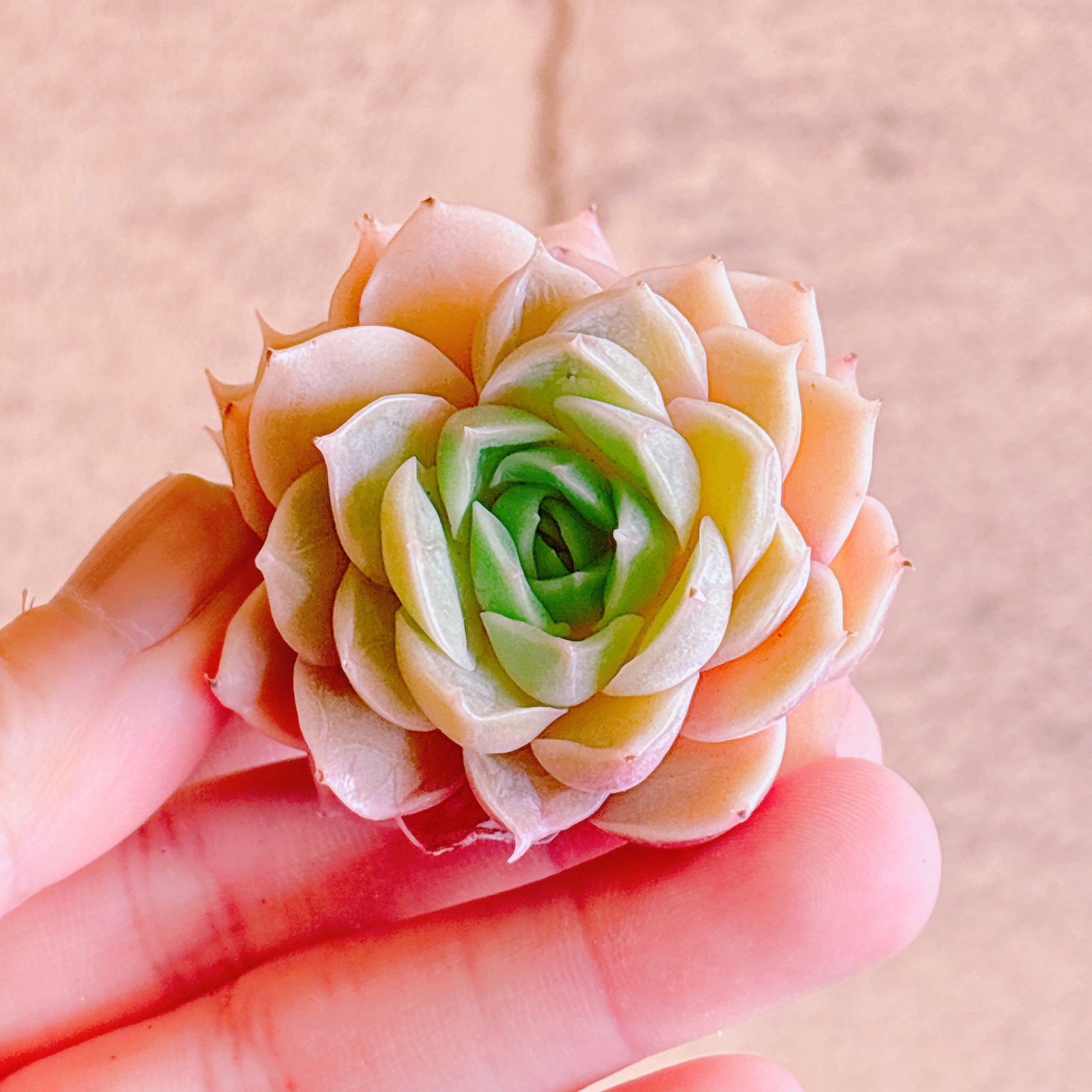オンスロー双頭 A品 カット苗 – Bull Succulent