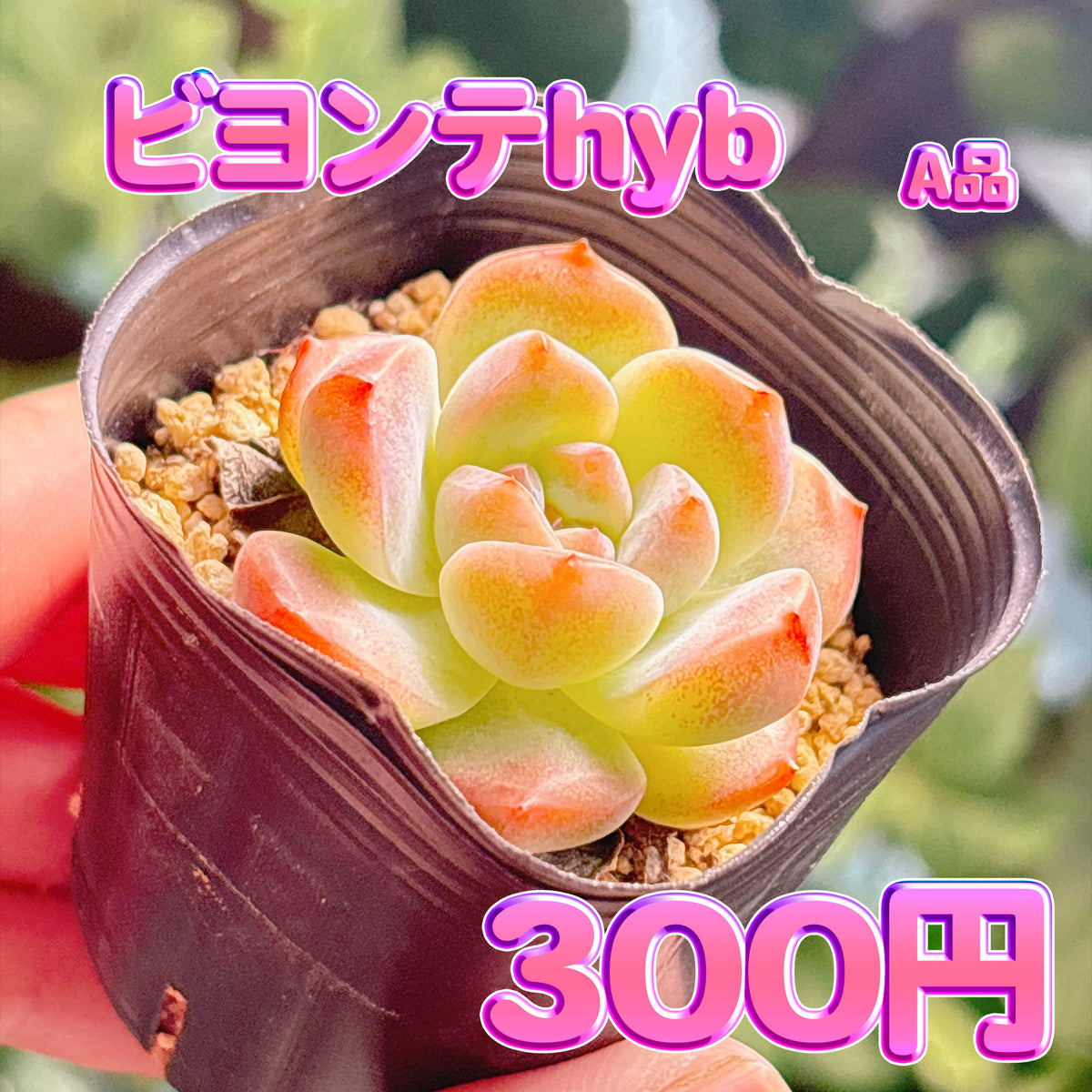 ビヨンテhyb　A品　根付き苗