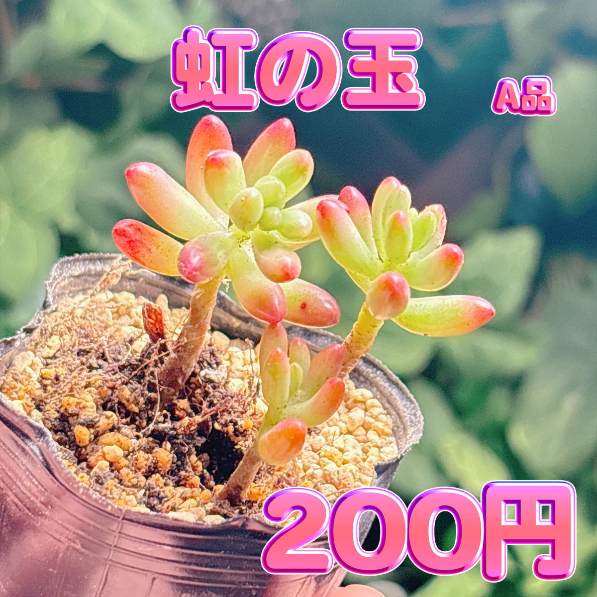 虹の玉　A品　根付き苗