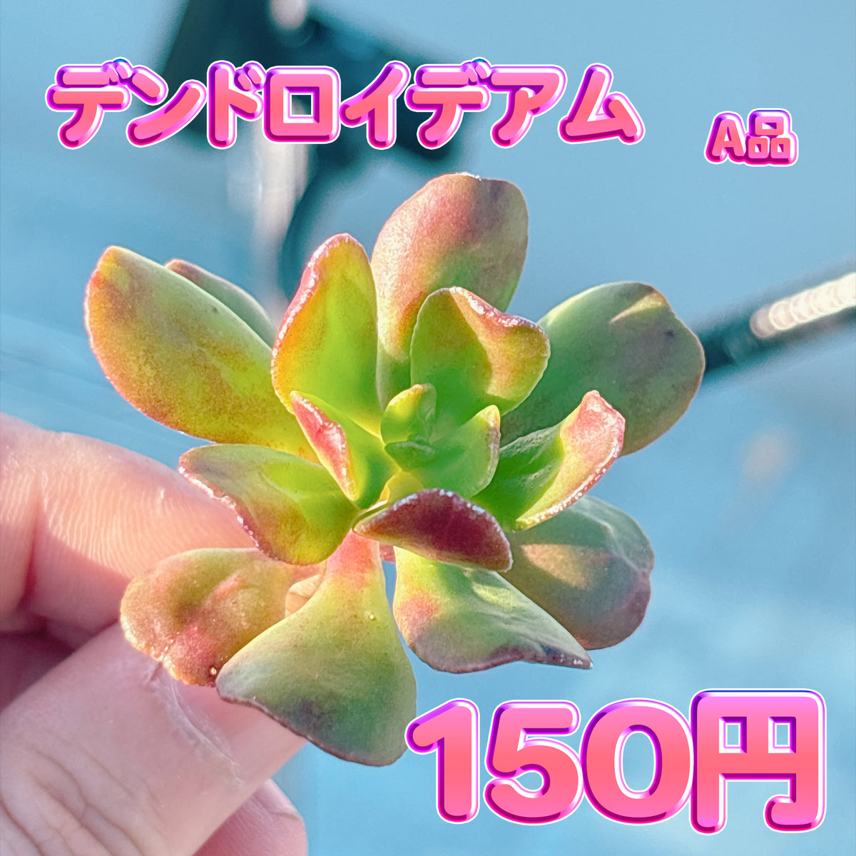 デンドロイデアム　A品　カット苗