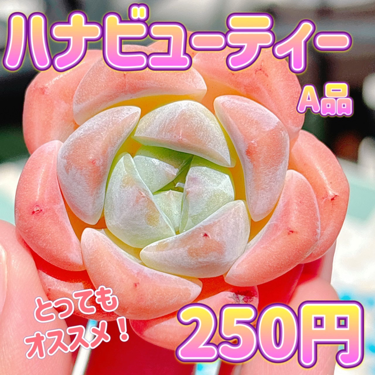 ハナビューティー　A品