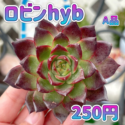 ロビンHyb A品