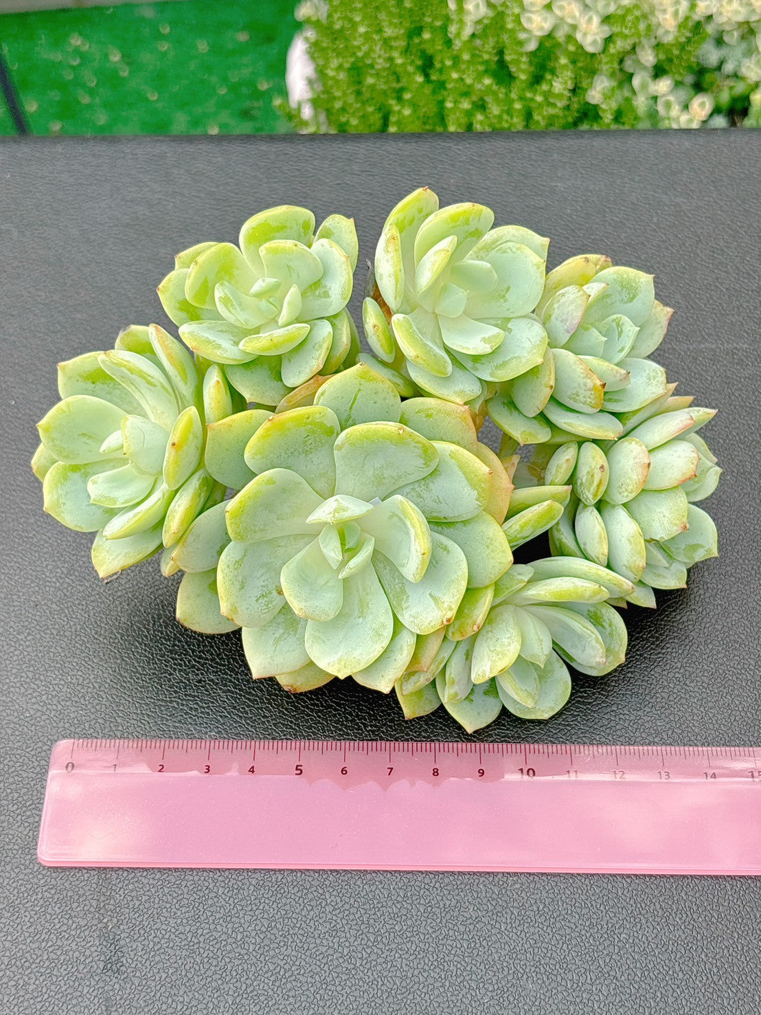 ラブソング群生　A品