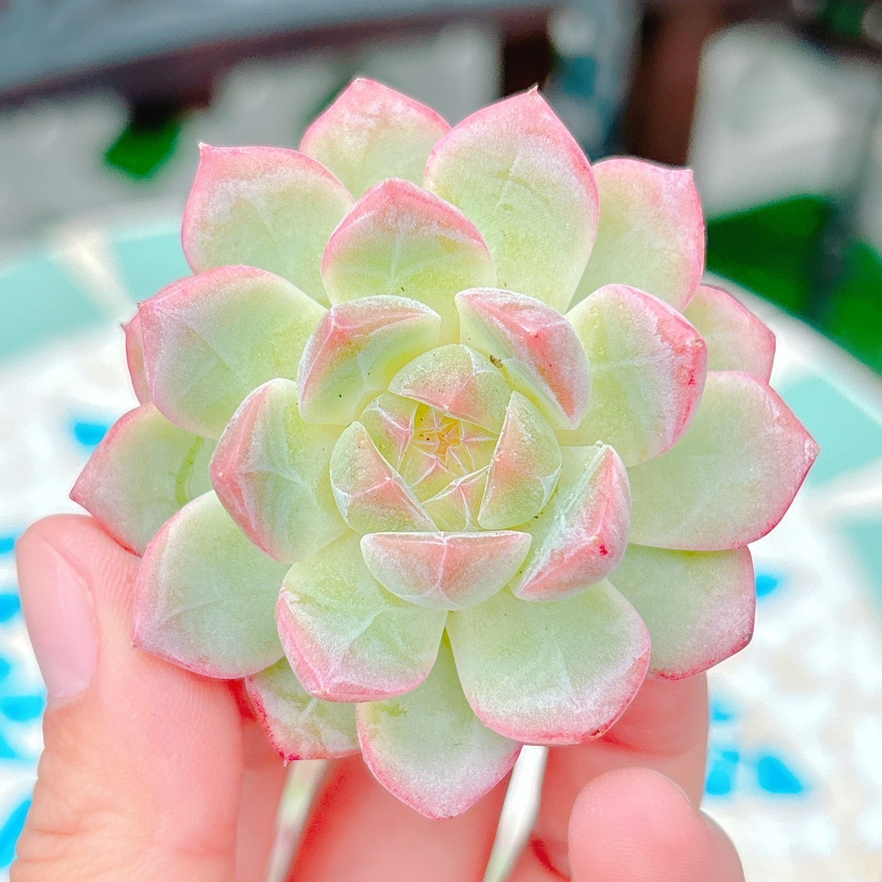 リリス　A品