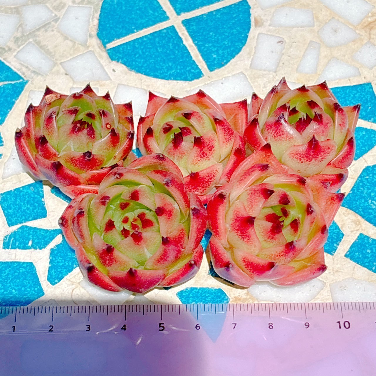 ブルードラゴン　A品