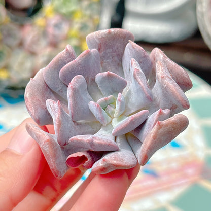 エキゾチック　A品