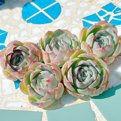 シルエット　A品