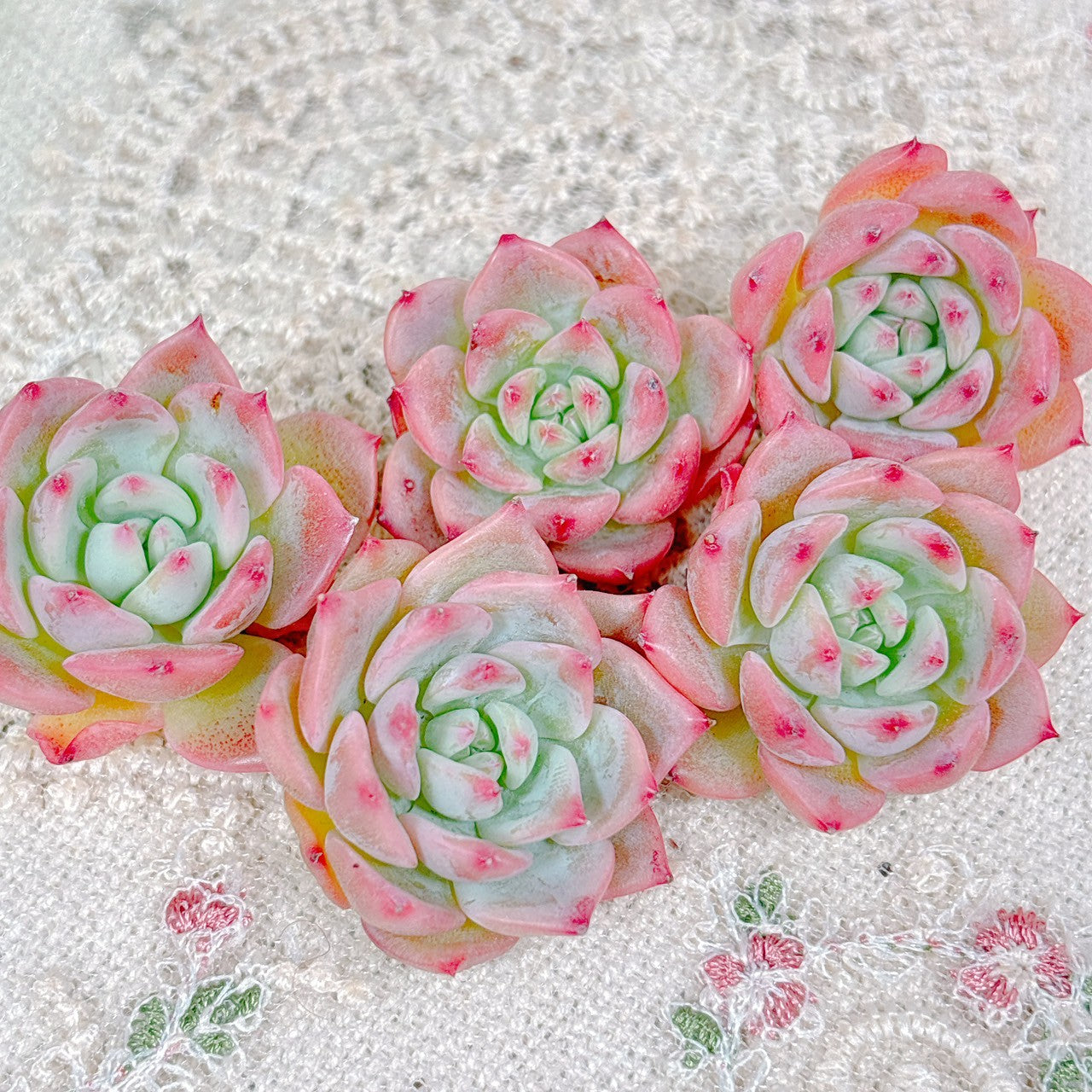 多肉☆AKマリア・3苗・カット苗 AKマリア 小苗 A品 – Bull Succulent