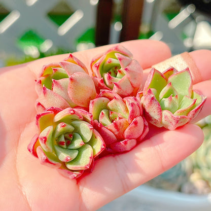 レッドブル　A品　小苗