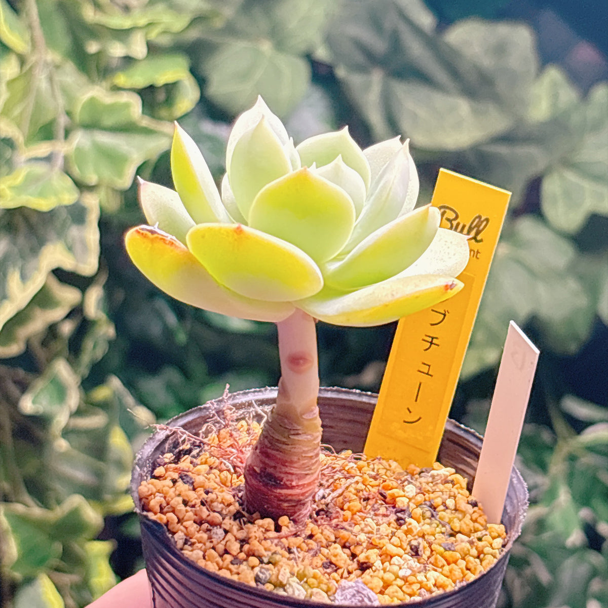 ラブチューン　【5-13】