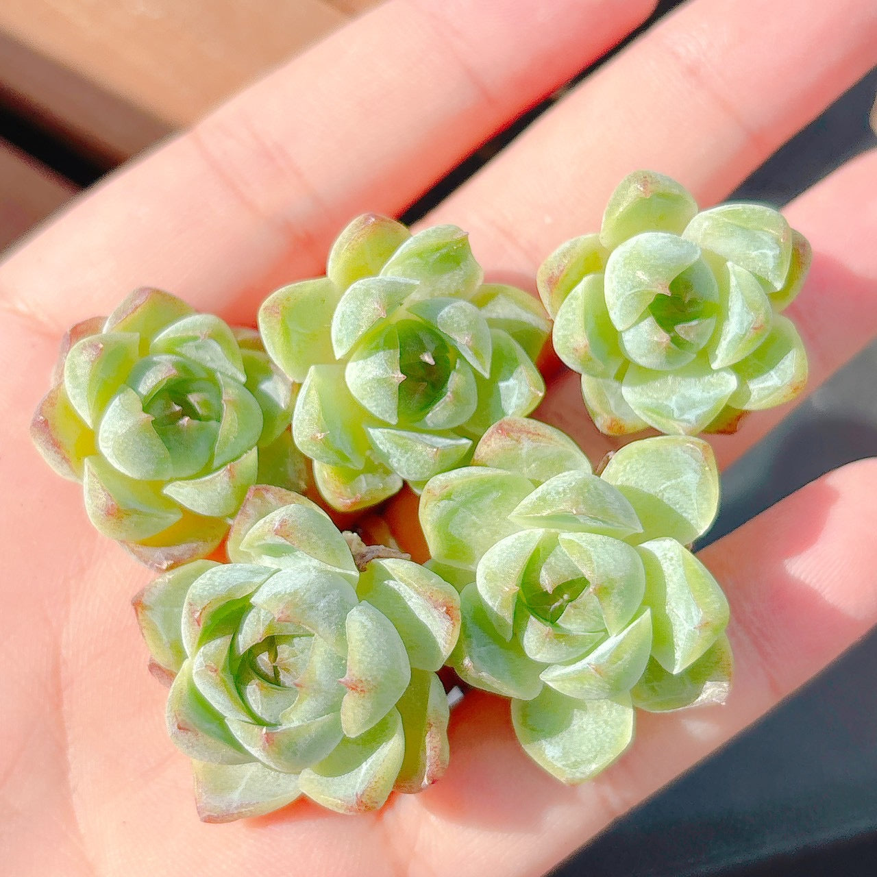ローズフェアリー　小苗　A品