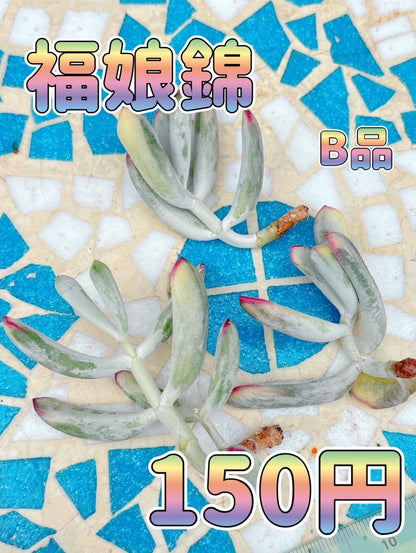 福娘錦　B品