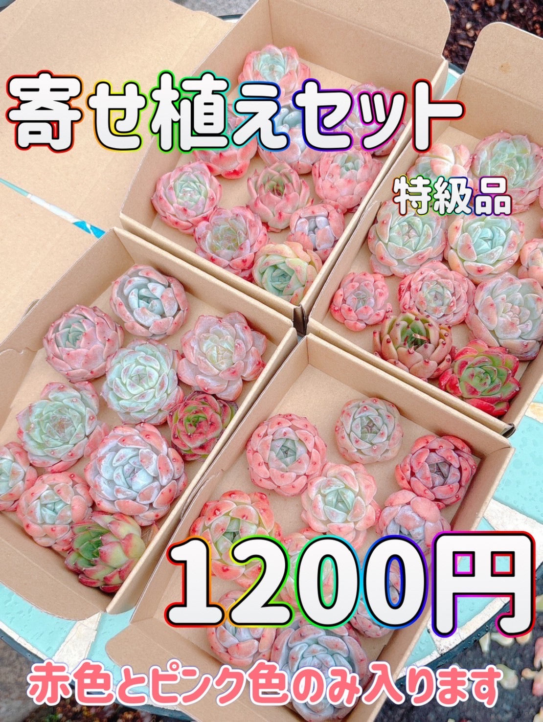 寄せ植えセット　特級品